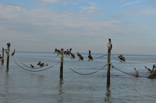Von Tampa nach St. Pete Beach – Bild 3 von 22