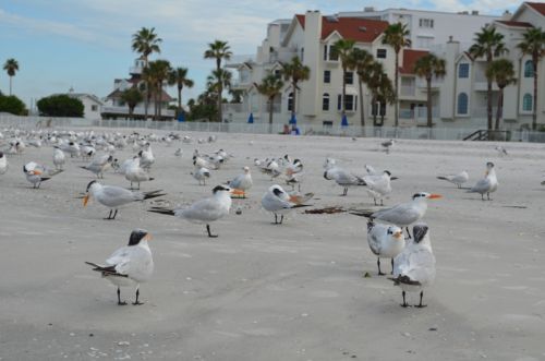 Von Tampa nach St. Pete Beach – Bild 4 von 22