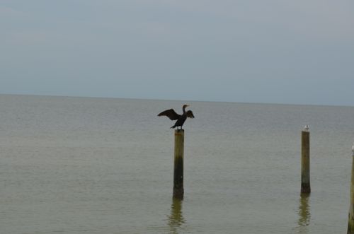 Von Fort Myers nach Naples – Bild 3 von 30