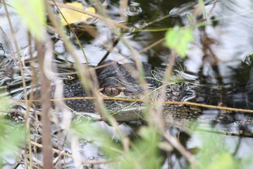 Von Naples durch die Everglades nach Key Largo – Bild 1 von 21