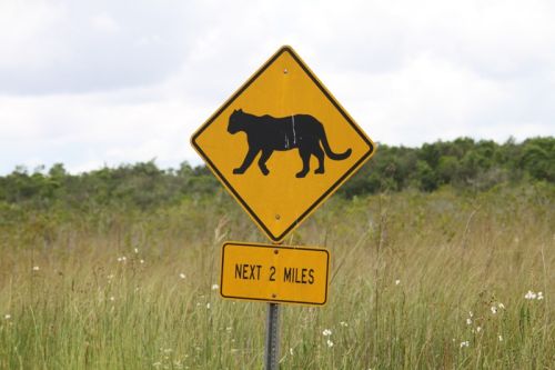 Von Naples durch die Everglades nach Key Largo – Bild 5 von 21