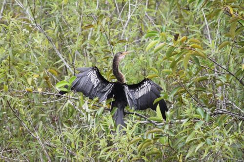 Von Naples durch die Everglades nach Key Largo – Bild 6 von 21