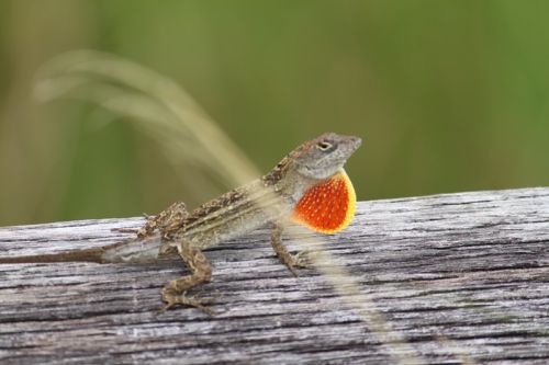 Von Naples durch die Everglades nach Key Largo – Bild 8 von 21
