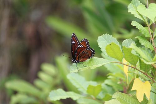Von Naples durch die Everglades nach Key Largo – Bild 9 von 21