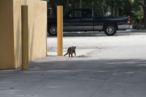 Von Key Largo nach Key West – Bild 4 von 25